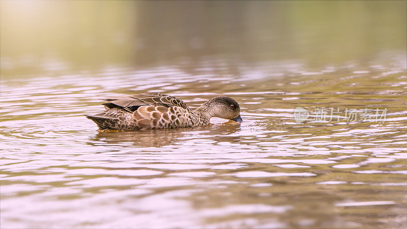 灰色蓝绿色(Anas gracilis)